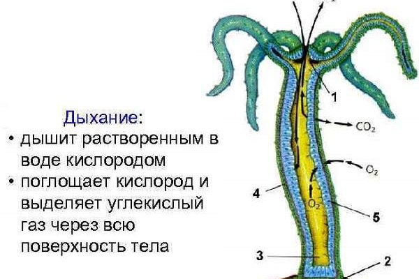 Кракен не заходит на сайт сейчас