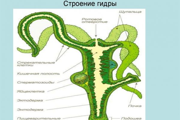 Kraken зеркало даркнет