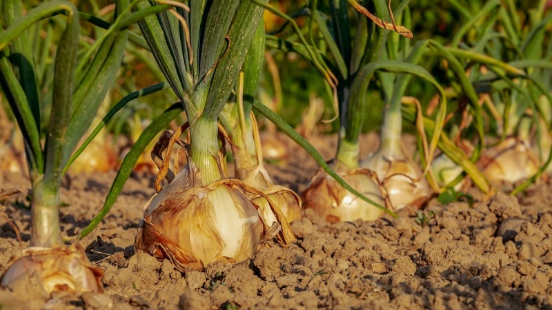 Krmp.cc onion  зеркало